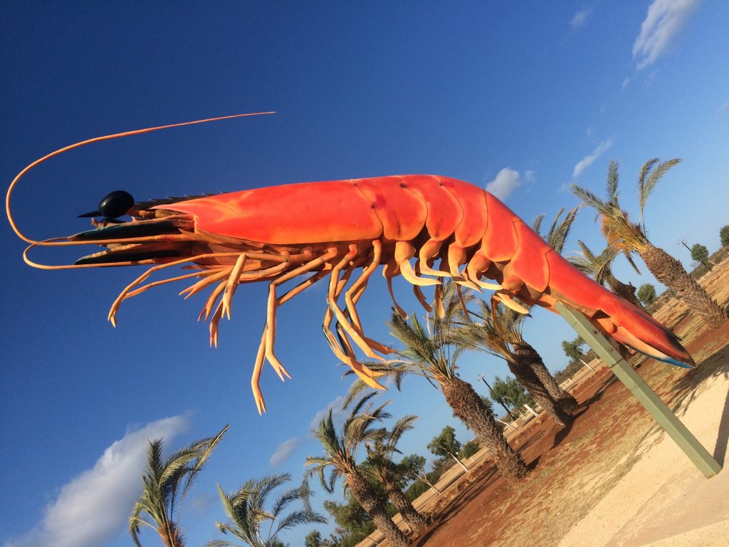 Exmouth Wholesalers for all your prawns, big or small.