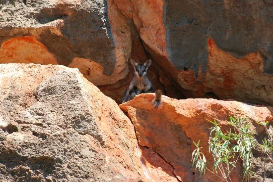 Black Footed Rock Wallaby