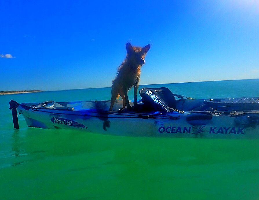 Pet Holiday Ningaloo