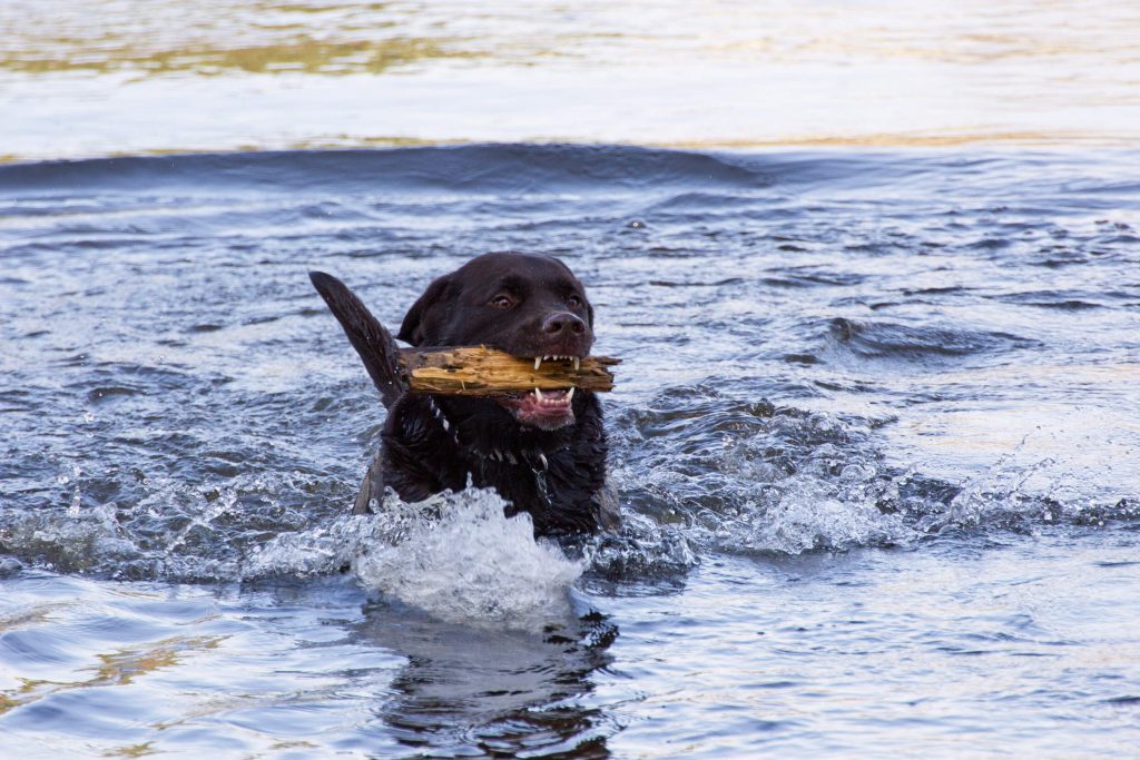 Dog Swimming Pets Friendly