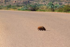 Echidna