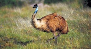 Emu