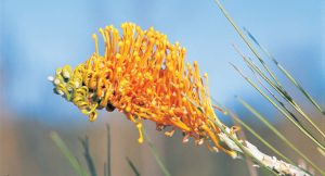 Flame Grevillia