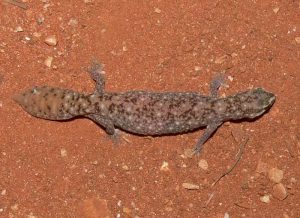 Flat Tailed Gecko