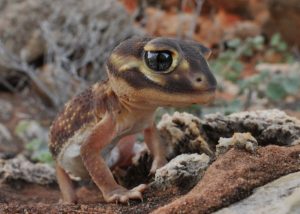 Knob Tailed Gecko