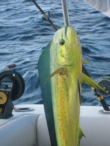 GAMEX Mahi Mahi Fishing