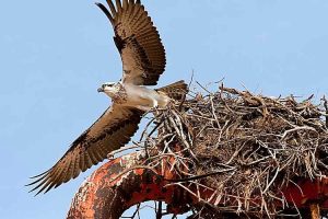Osprey