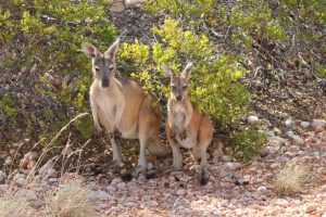 Red Kangaroos