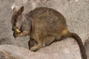Rock Wallaby & Joey Yardie Creek