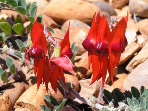 Sturt Desert Pea