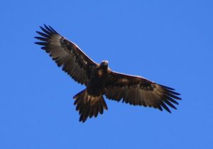 Wedge Tailed Eagle